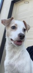 Lost Male Dog last seen Huntington Drive 90032, Los Angeles, CA 90032
