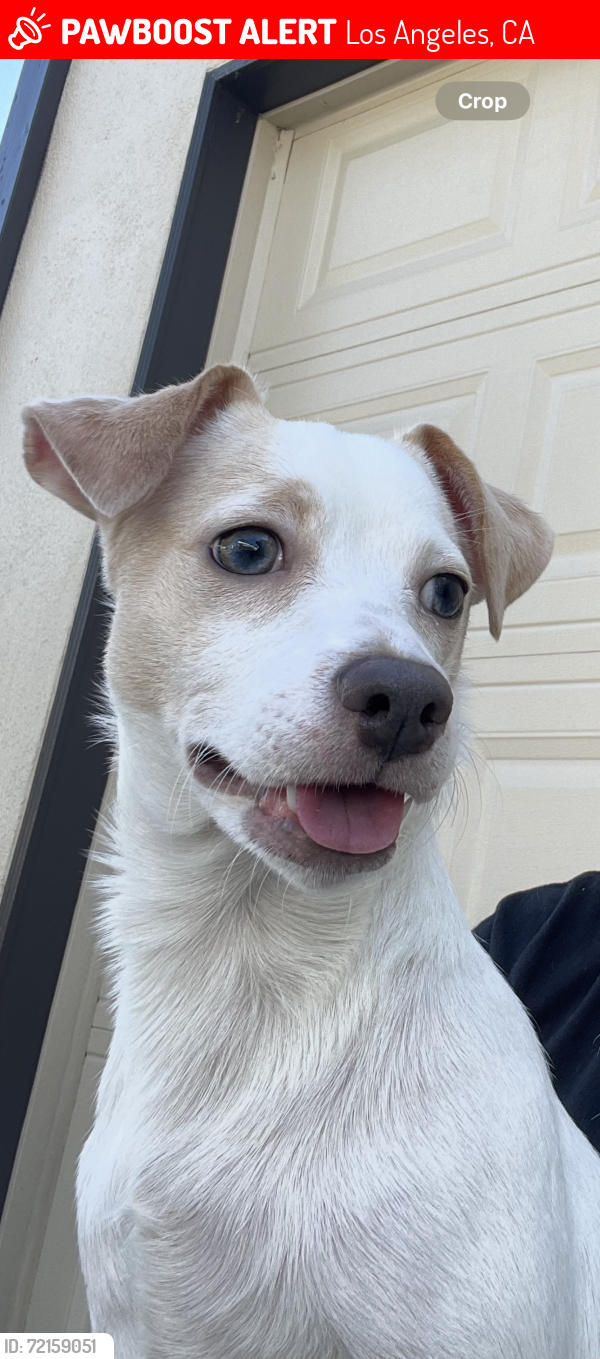 Lost Male Dog last seen Huntington Drive 90032, Los Angeles, CA 90032