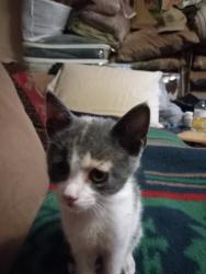 Lost Female Cat last seen Fort apache between blue diamond and warm springs. Huntington Cove Community- Liberty section , Las Vegas, NV 89178