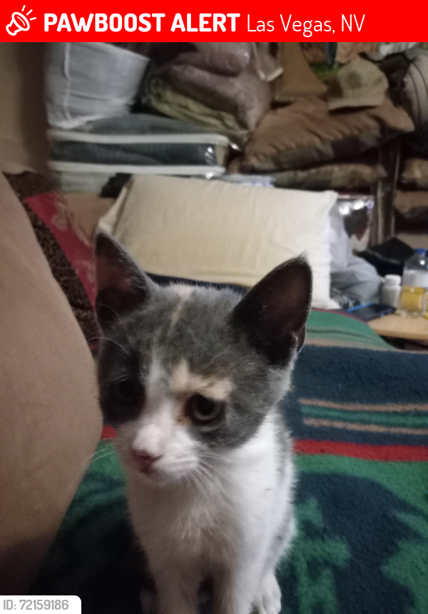 Lost Female Cat last seen Fort apache between blue diamond and warm springs. Huntington Cove Community- Liberty section , Las Vegas, NV 89178