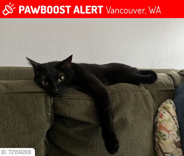 Lost Female Cat last seen 45th st @ ne 26th ct , Vancouver, WA 98663