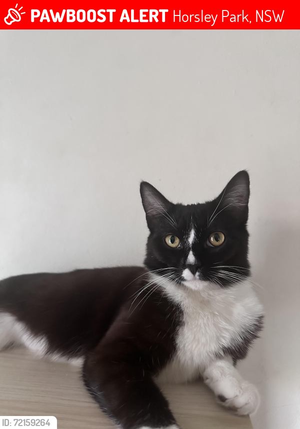 Lost Male Cat last seen Chandos street , Horsley Park, NSW 2175
