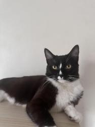 Lost Male Cat last seen Chandos street , Horsley Park, NSW 2175