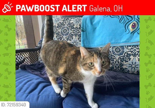 Lost Female Cat last seen Old 3 South of Galena Hickory Ave, Galena, OH 43021