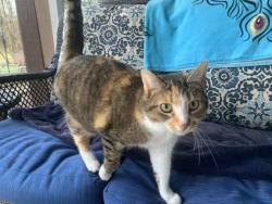 Lost Female Cat last seen Old 3 South of Galena Hickory Ave, Galena, OH 43021