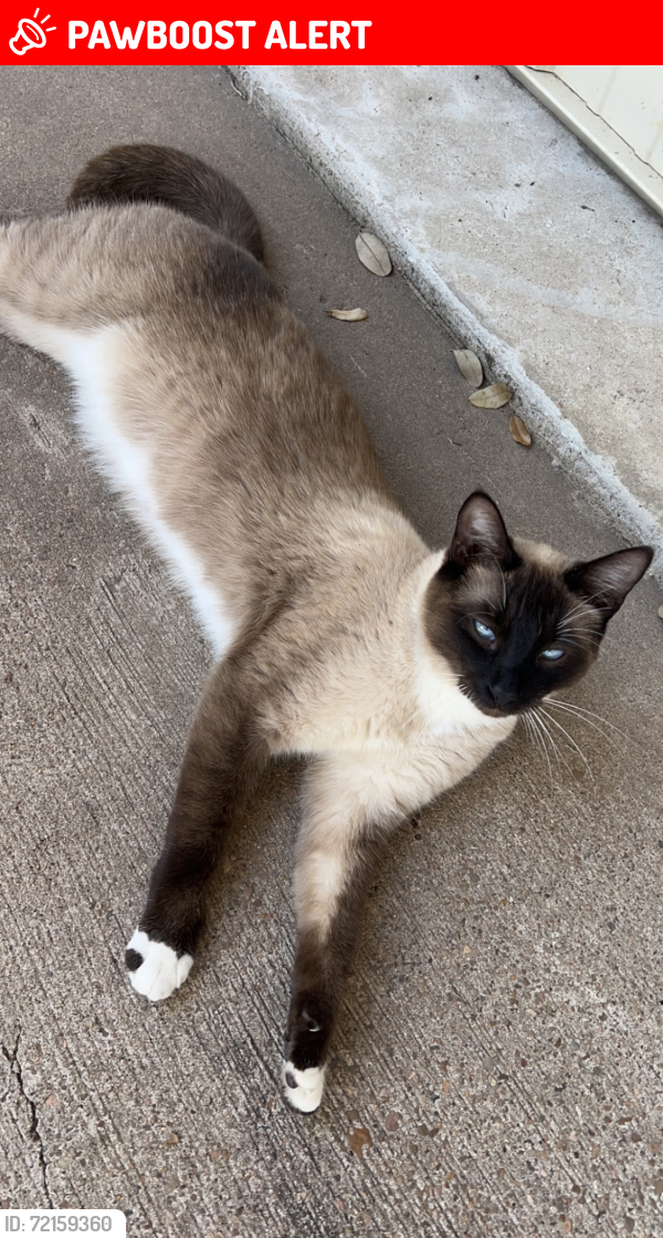 Lost Male Cat last seen Vacek Road, Fort Bend County, TX 77469