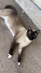 Lost Male Cat last seen Vacek Road, Fort Bend County, TX 77469