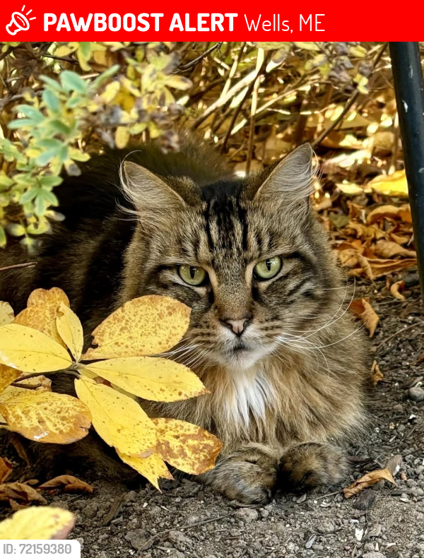 Lost Male Cat last seen Near Wells library and Stewart St, Wells, ME 04090
