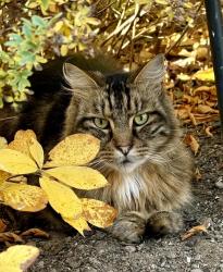 Lost Male Cat last seen Near Wells library and Stewart St, Wells, ME 04090