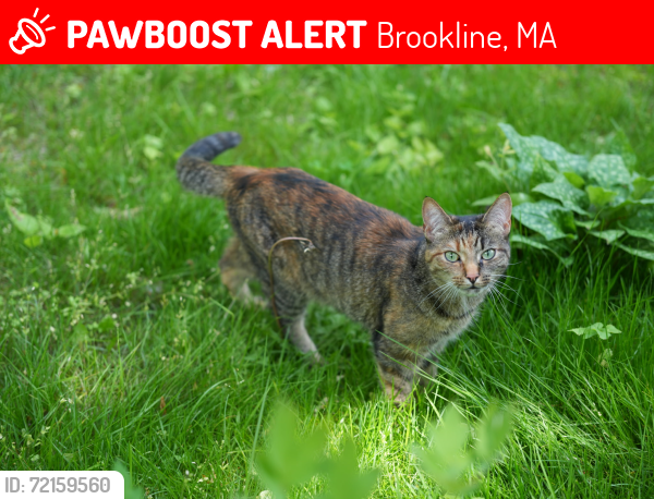 Lost Female Cat last seen Tappan str and Beaconsfield rd, Brookline, MA 02445
