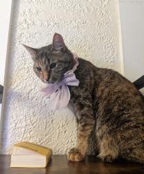 Lost Female Cat last seen Star market , Brookline, MA 02445
