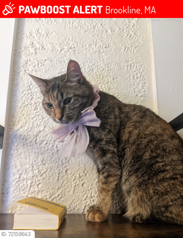 Lost Female Cat last seen Star market, Brookline, MA 02445
