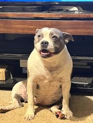 Lost Female Dog last seen Dawes rd, Mobile County, AL 36541