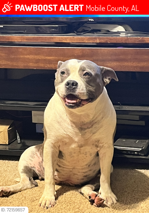 Lost Female Dog last seen Dawes rd, Mobile County, AL 36541