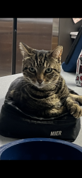 Lost Male Cat last seen Terry Lane and Staples, Mobile, AL 36605
