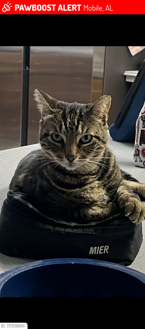 Lost Male Cat last seen Terry Lane and Staples, Mobile, AL 36605