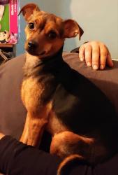 Lost Female Dog last seen 5th Street Panama city, Panama City, FL 32401
