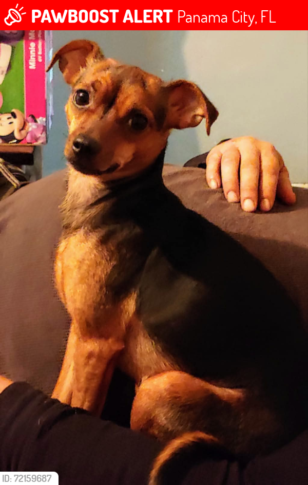 Lost Female Dog last seen 5th Street Panama city, Panama City, FL 32401