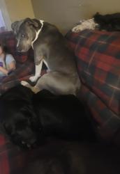 Lost Female Dog last seen The Sops on Blue Parkway, Kansas City, MO 64130