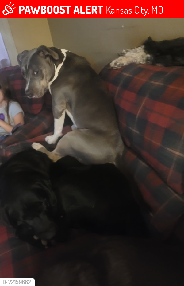 Lost Female Dog last seen The Sops on Blue Parkway, Kansas City, MO 64130