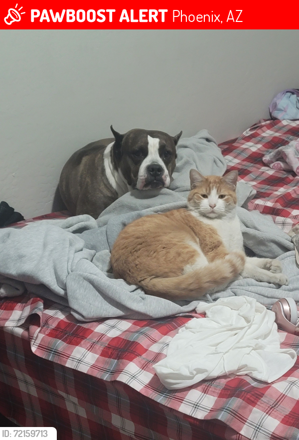 Lost Male Cat last seen 12st and illini st, Phoenix, AZ 85040