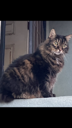 Lost Male Cat last seen J Street, Oceanside, CA 92057