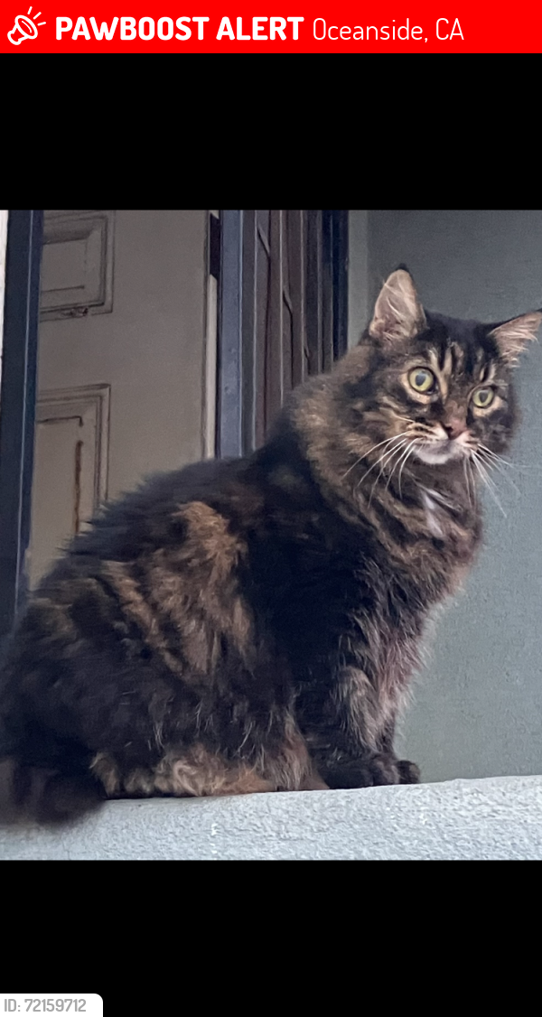 Lost Male Cat last seen J Street, Oceanside, CA 92057