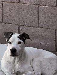 Reunited Male Dog last seen Amazon warehouse on 83rd Ave & McDowell Rd, Phoenix, AZ 85035