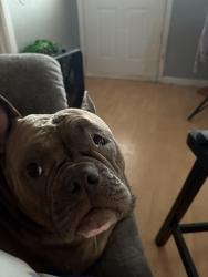 Lost Female Dog last seen Charles page blvd, Tulsa, OK 74127