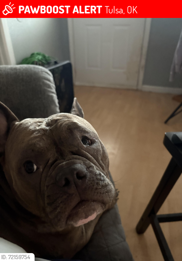 Lost Female Dog last seen Charles page blvd, Tulsa, OK 74127