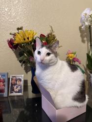 Lost Male Cat last seen Near Orlando st and Tampa St, Edinburg, TX 78541