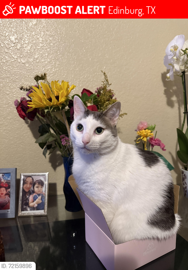 Lost Male Cat last seen Near Orlando st and Tampa St, Edinburg, TX 78541