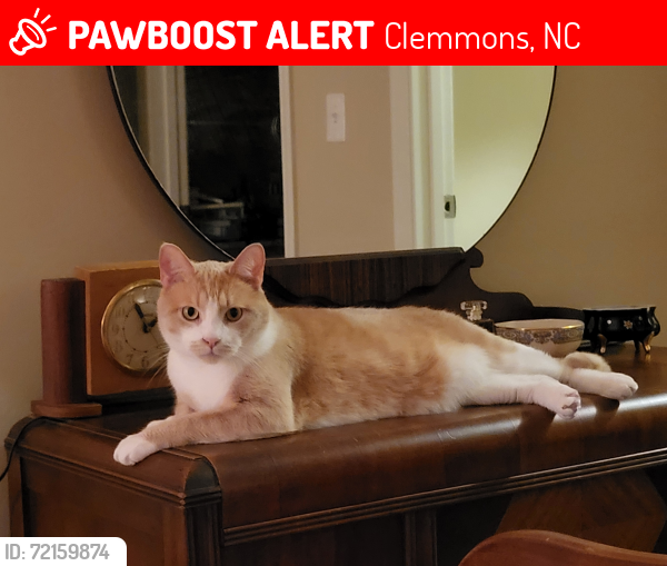Lost Male Cat last seen Clemmons Town Center Apts, Clemmons, NC 27012
