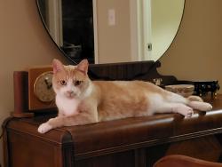 Lost Male Cat last seen Clemmons Town Center Apts, Clemmons, NC 27012