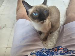 Lost Female Cat last seen Duck Pond Road, Columbia, SC 29223