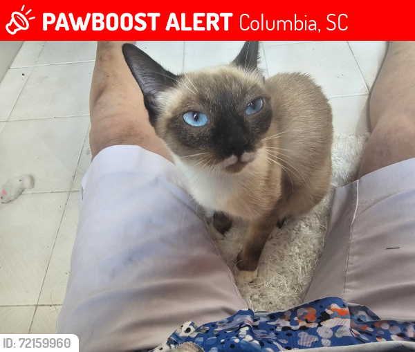 Lost Female Cat last seen Duck Pond Road, Columbia, SC 29223
