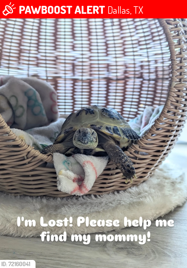 Lost Male Reptile last seen The Vincent Apartment , Dallas, TX 75287