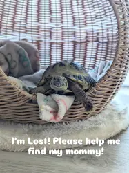 Lost Male Reptile last seen The Vincent Apartment , Dallas, TX 75287