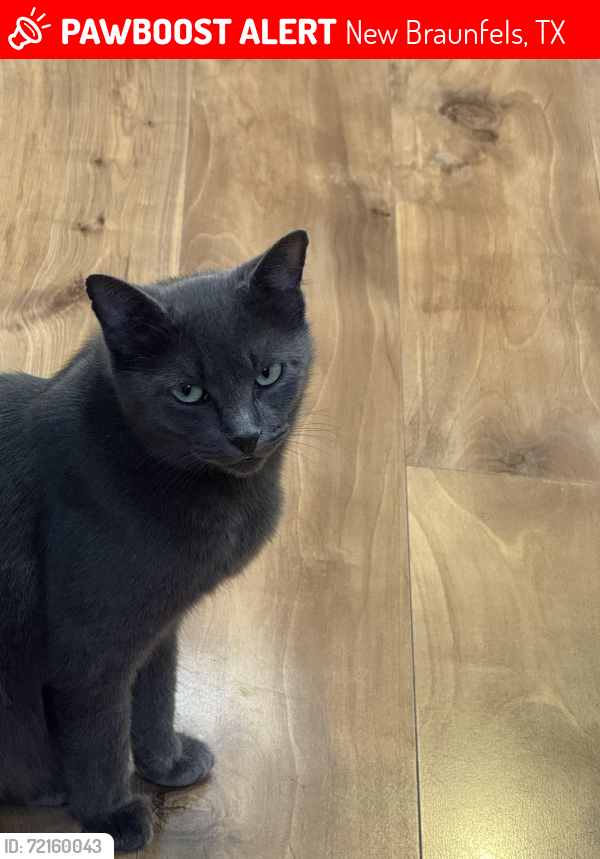 Lost Female Cat last seen Grove Ln in Cypress Grove Manufactured  Community , New Braunfels, TX 78130