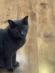 Lost Female Cat last seen Grove Ln in Cypress Grove Manufactured  Community , New Braunfels, TX 78130