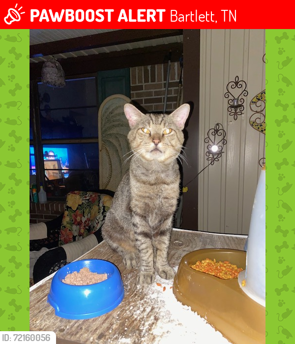 Lost Male Cat last seen End of Elmore Rd & Curbertson St , Bartlett, TN 38134