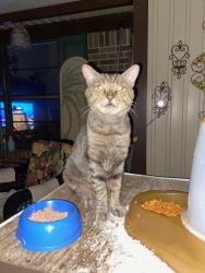 Lost Male Cat last seen End of Elmore Rd & Curbertson St , Bartlett, TN 38134