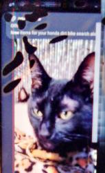 Lost Female Cat last seen Home depot, southcenter mall, Tukwila, WA 98188