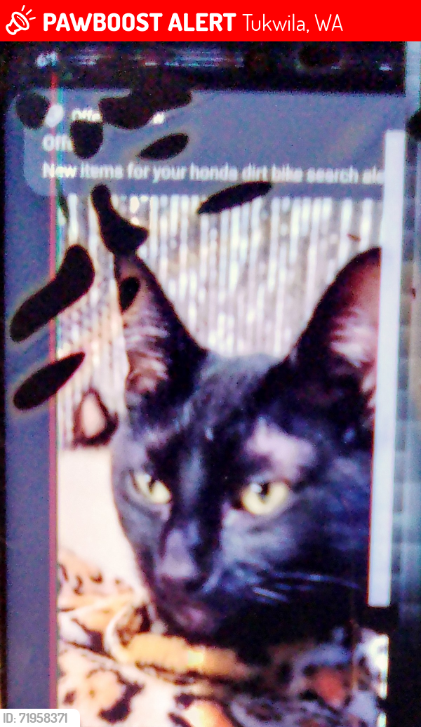 Lost Female Cat last seen Home depot, southcenter mall, Tukwila, WA 98188