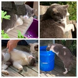 Lost Male Cat last seen North Rd and Berkshire Farm Dr, Snellville, GA 30078