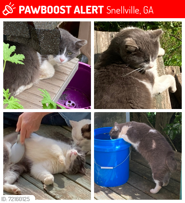 Lost Male Cat last seen North Rd and Berkshire Farm Dr, Snellville, GA 30078