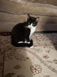 Lost Female Cat last seen Near SE 51st Ave., Ocala, FL, Ocala, FL 34480