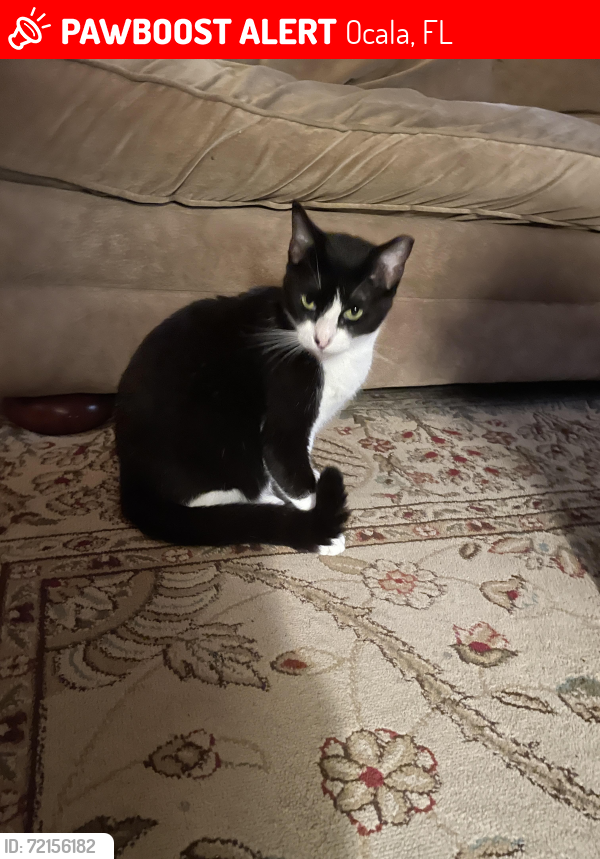 Lost Female Cat last seen Near SE 51st Ave., Ocala, FL, Ocala, FL 34480