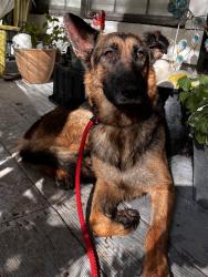 Reunited Female Dog last seen Near Magnolia Dr, New Caney, TX 77357, USA, New Caney, TX 77357