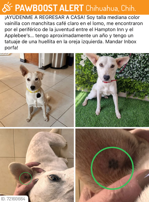 Found/Stray Male Dog last seen Cantera, Chihuahua, Chih. 